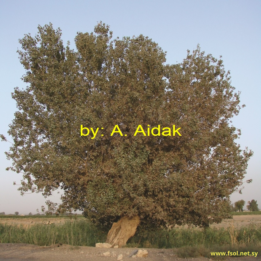 Populus euphratica  Oliv